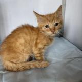 Foto de gato encontrado en Lys Lez Lannoy