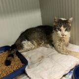 Foto de gato encontrado en Leers