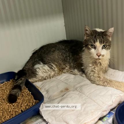 Foto 1/1 Gato encontrado Encontrado en Leers