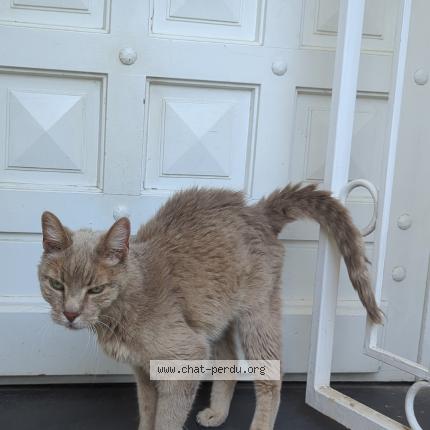Foto 1/1 Minette Chat perdido en Gattieres