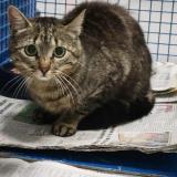 Foto de gato encontrado en Fretin