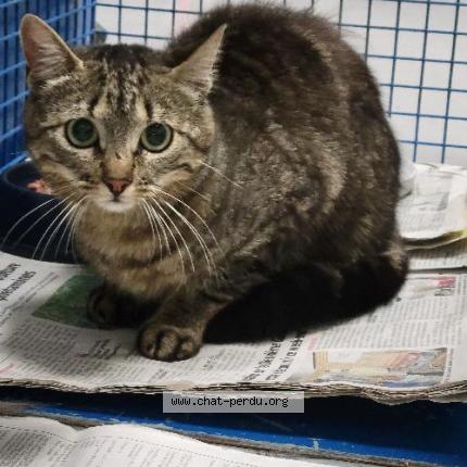 Foto 1/1 Gato encontrado Encontrado en Fretin