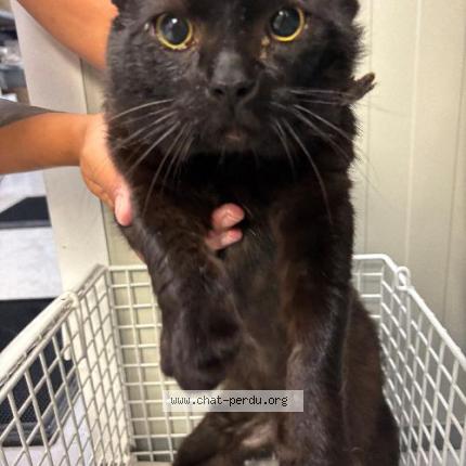 Foto 1/1 Gato encontrado Encontrado en Tourcoing