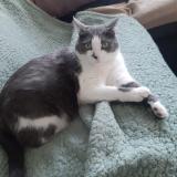 Foto del gato perdido en Saint Avertin