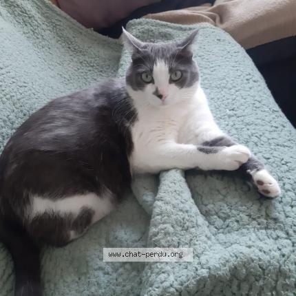 Foto 1/1 Plume Chat perdido en Saint avertin