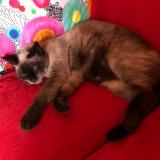 Foto del gato perdido en Talloires