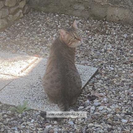 Foto 1/4 Taïga Chat perdido en Plougonvelin