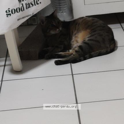 Foto 2/4 Taïga Chat perdido en Plougonvelin