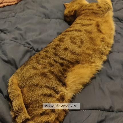 Foto 3/4 Taïga Chat perdido en Plougonvelin