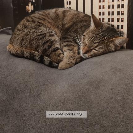 Foto 4/4 Taïga Chat perdido en Plougonvelin