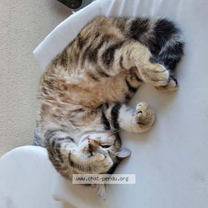 Foto 1/1 Skipy Chat perdido en Moulidars