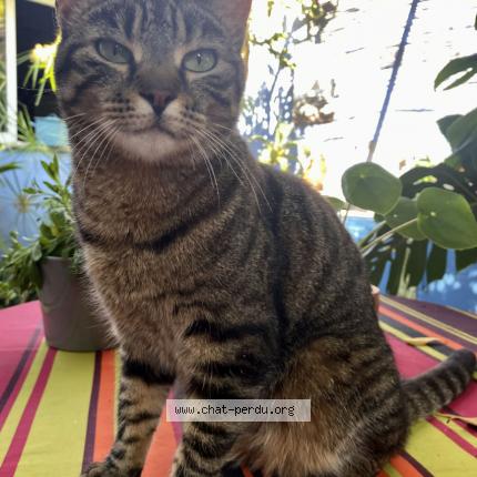 Foto 1/1 Sakou Chat perdido en Toulon