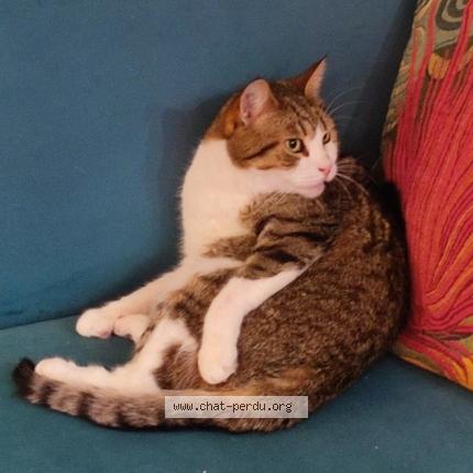 Foto 1/1 Bucky Chat perdido en Lille