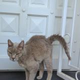 Foto del gato perdido en Gattieres