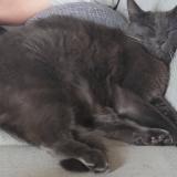 Foto del gato perdido en Paimpoeuf