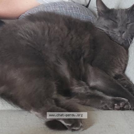 Foto 1/1 Lucky Chat perdido en Paimpoeuf