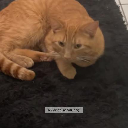 Foto 1/1 Enzo Chat perdido en Quebec