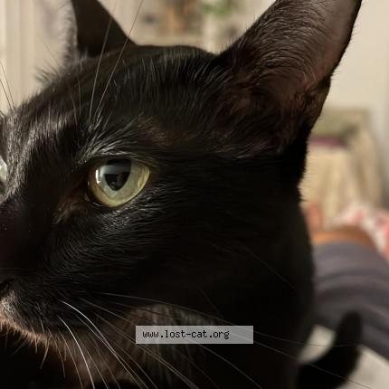 Foto 1/1 Bebe Chat perdido en Singapore