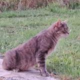 Foto del gato perdido en Liginiac