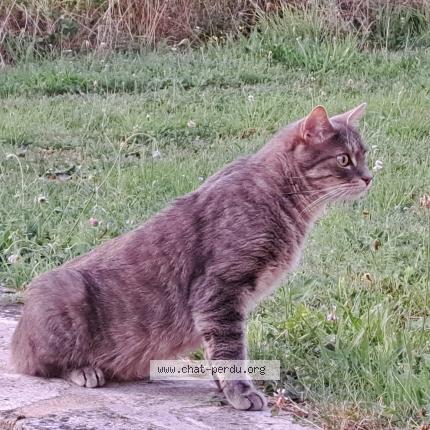 Foto 1/1 Mika Chat perdido en Liginiac