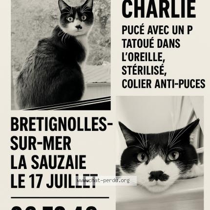 Foto 1/1 Charlie Chat perdido en Bretignolles sur mer