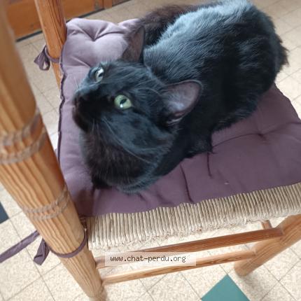 Foto 1/1 Gato encontrado Encontrado en Montbrison