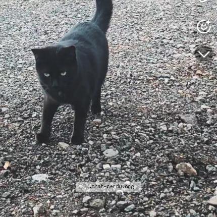 Foto 1/1 Moino Chat perdido en Thiers