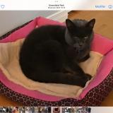 Foto del gato perdido en Greenfield Park Longueuil