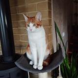 Foto del gato perdido en Coueron