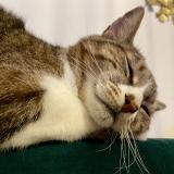 Foto del gato perdido en La Chapelle Rablais