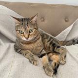 Foto del gato perdido en Castlenau Le Lez