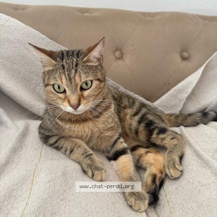 Foto 1/1 Miel Chat perdido en Castlenau le lez