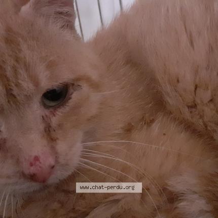 Foto 1/1 Gato encontrado Encontrado en La chapelle mouliere