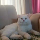 Foto del gato perdido en Jhelum Citi Housing Jhelum