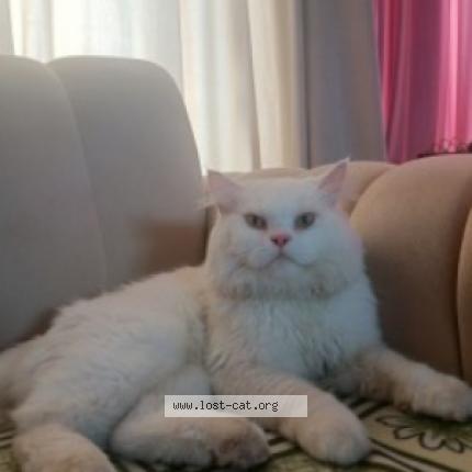 Foto 1/1 Tom Chat perdido en Jhelum citi housing jhelum