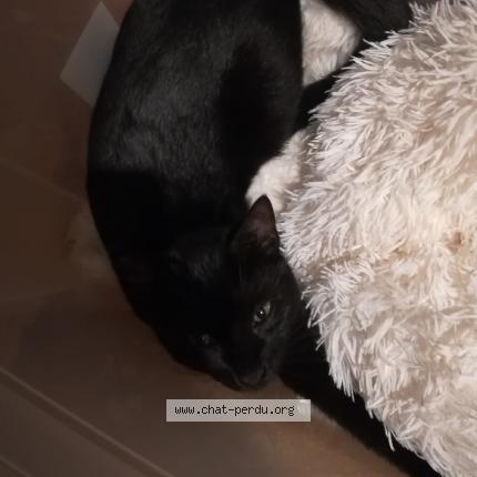 Foto 1/1 Gato encontrado Perdido en Artenay