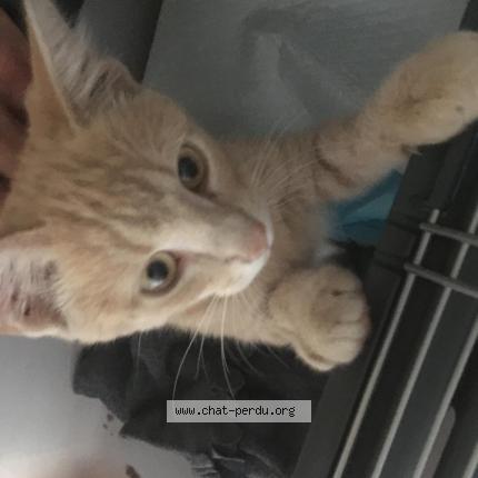 Foto 1/2 Gato encontrado Encontrado en Sorges