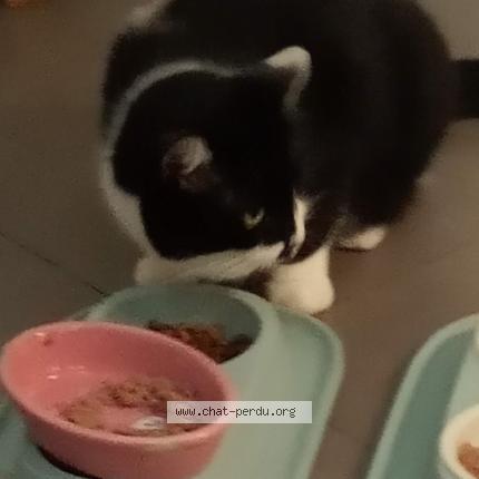 Foto 1/1 ANTON Chat perdido en Le tampon la reunion