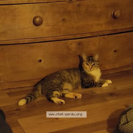 Foto 1/1 Freya Chat perdido en Pleyben