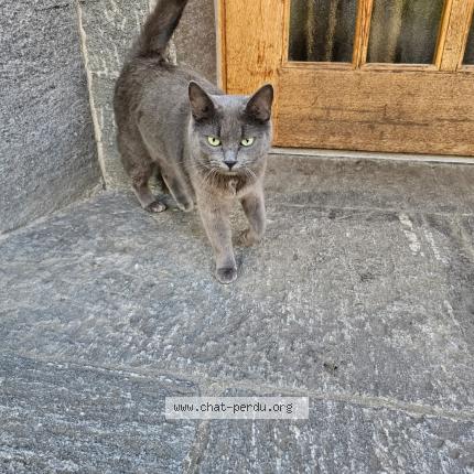 Foto 1/1 Zara Chat perdido en Tecknau