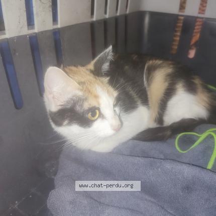 Foto 1/1 Gato encontrado Encontrado en Paris