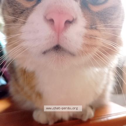 Foto 1/1 Light Chat perdido en Daux