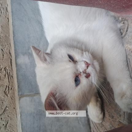 Foto 1/1 Skyler Chat perdido en Peshawar