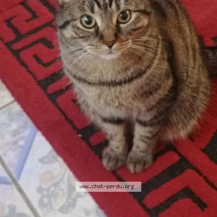 Foto 1/1 Chimmy Chat perdido en Saint quentin