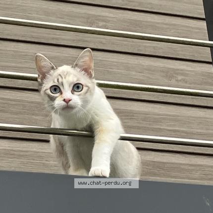 Foto 1/1 Pixie Chat perdido en Saint jean la poterie