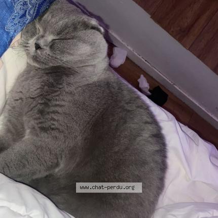 Foto 1/1 Meuda Chat perdido en Issy les moulineaux