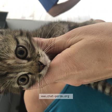 Foto 1/1 Gato encontrado Encontrado en Saintes