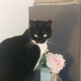 Foto del gato perdido en Saint Ave