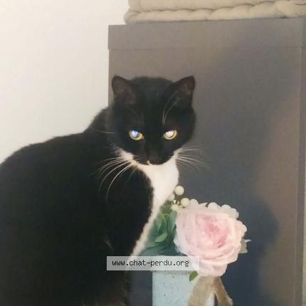 Foto 1/1 Naya Chat perdido en Saint ave