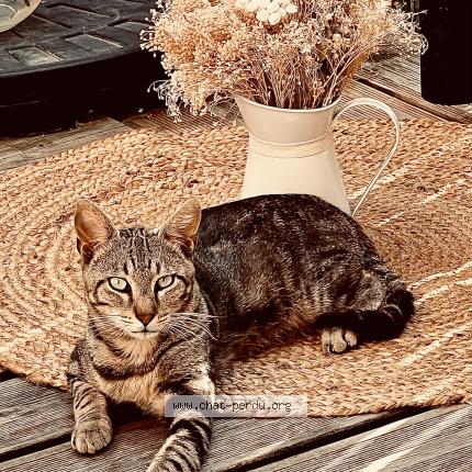 Foto 1/1 Gato encontrado Encontrado en Angouleme